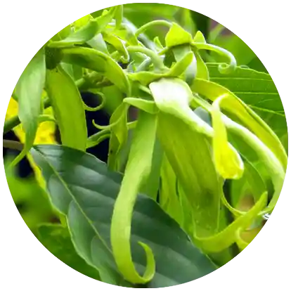 foto selolimanecolodge