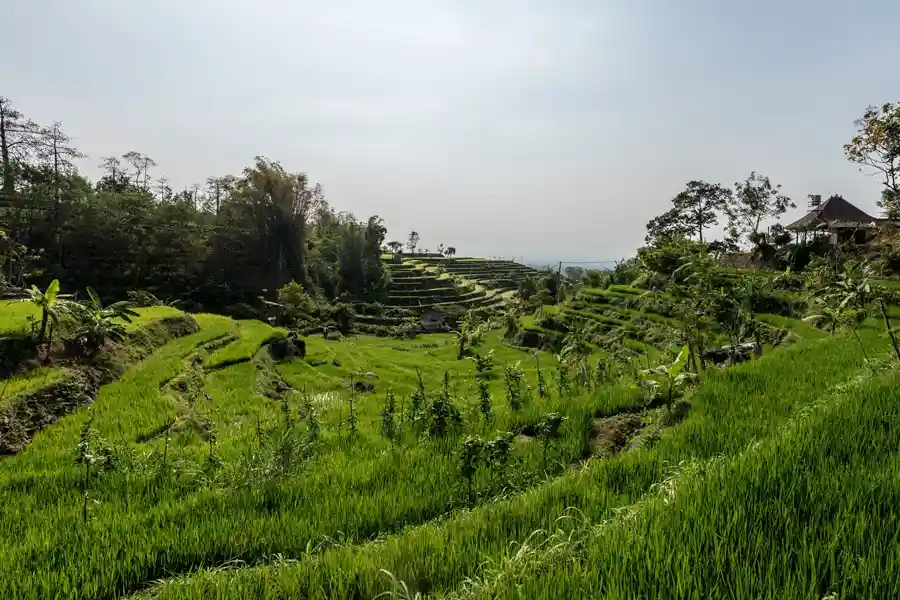 Pengalaman Ekologis foto selolimanecolodge